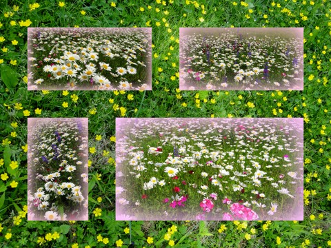 Kripalu YTT '12 Scenic7