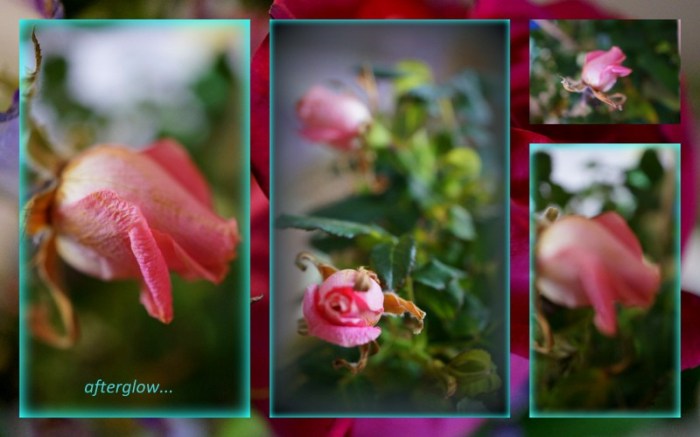 1-Pics for Blog Edits36