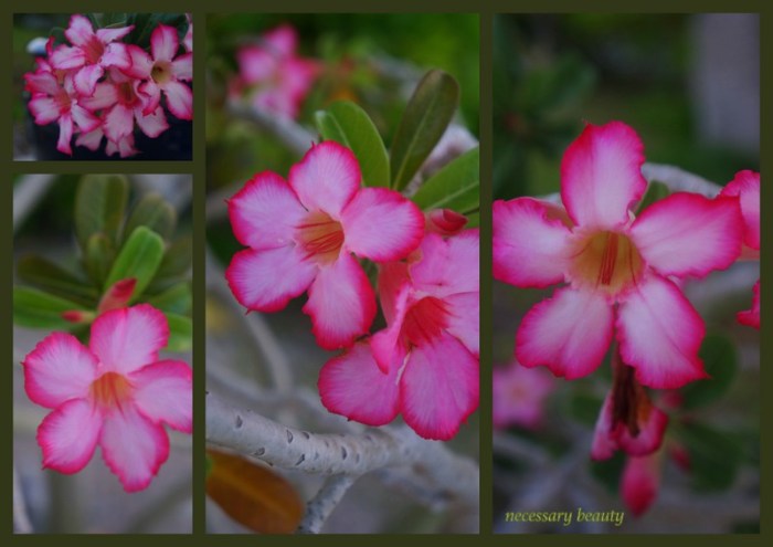 1-Pics for Blog Edits110