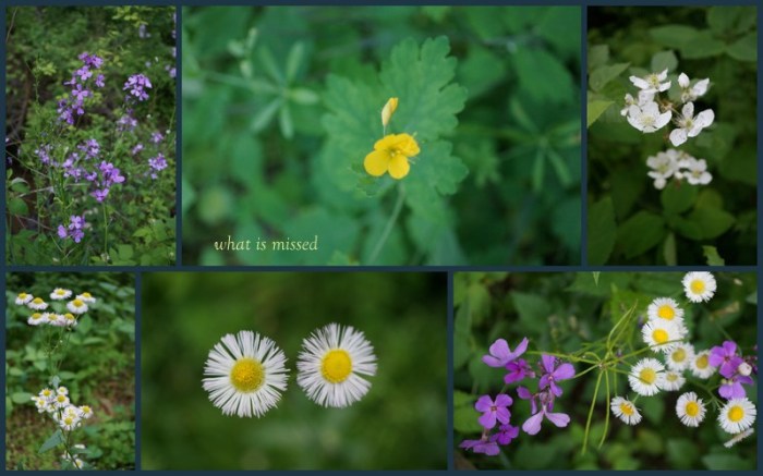 1-Pics for Blog Edits241