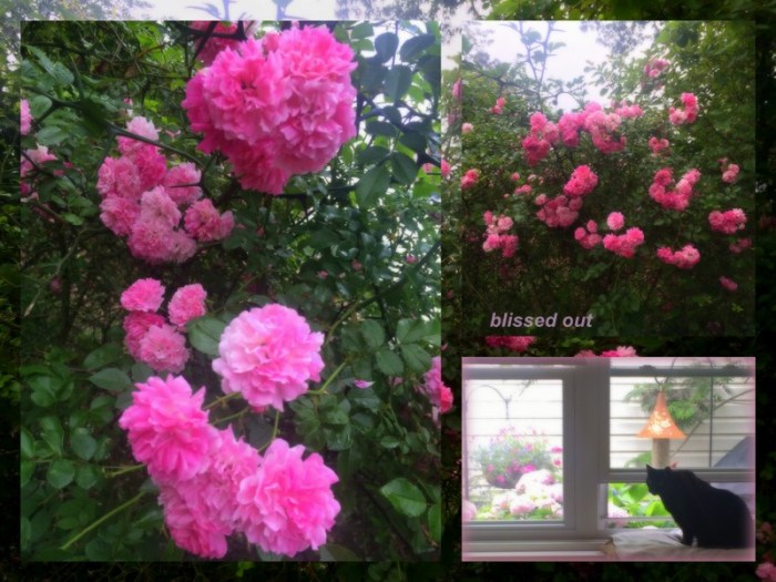 1-Pics for Blog Edits401