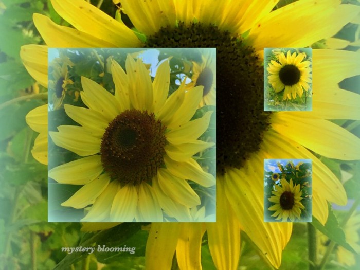 1-Pics for Blog Edits428.jpg