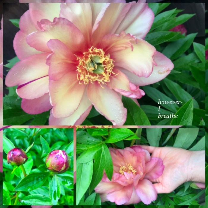 1-Pics for Blog Edits546