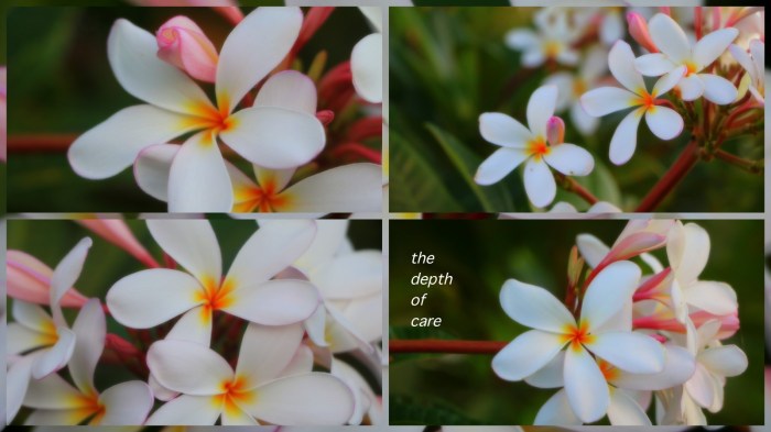 1-My Passport for Mac.jpg