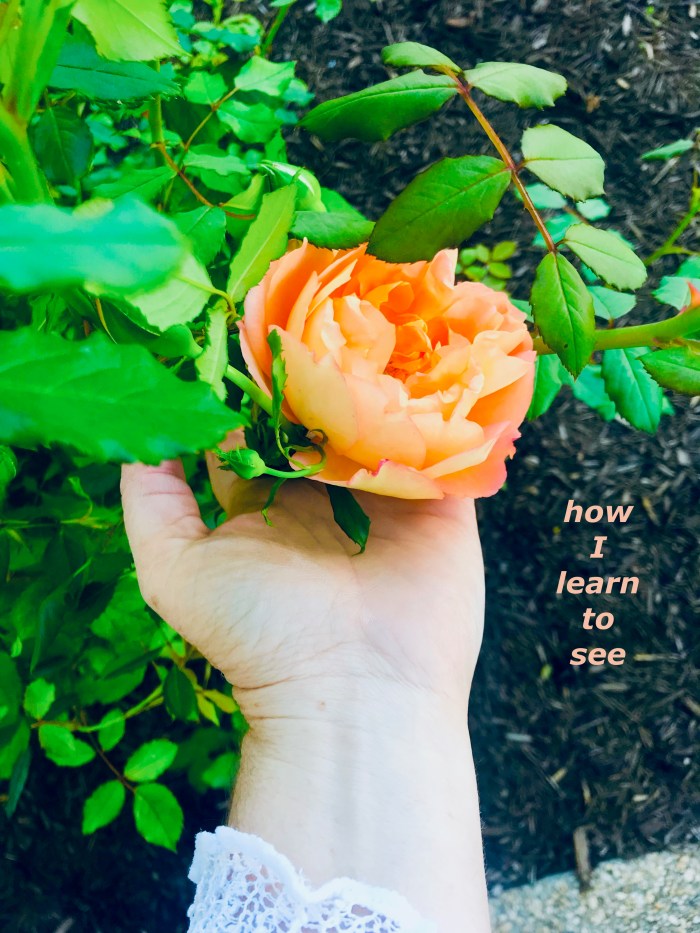 how I learn to see.jpg