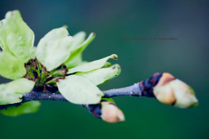 and to breathe is to remember.jpg