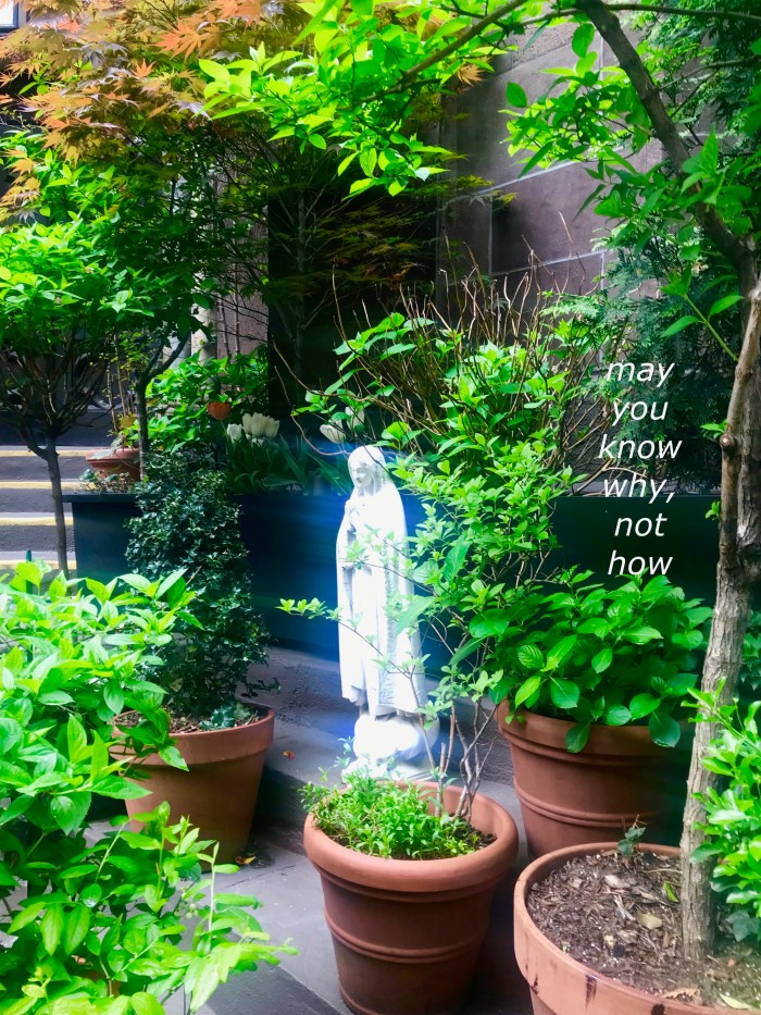 may you know why not how.jpg