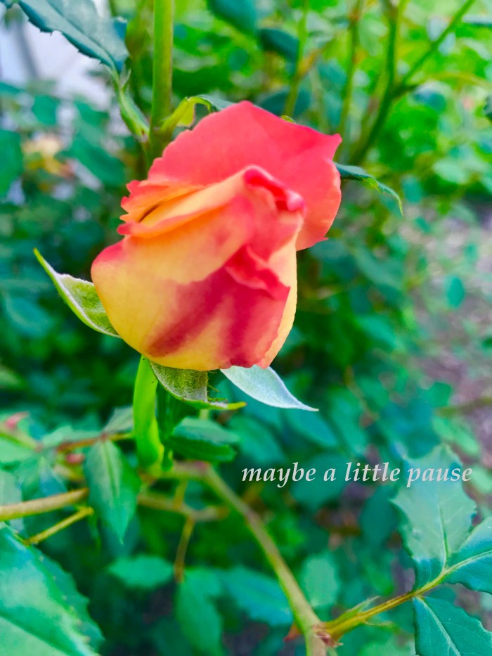 maybe a little pause.jpg