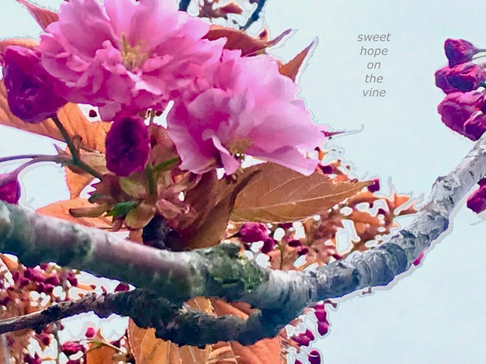 sweet hope on the vine.jpg