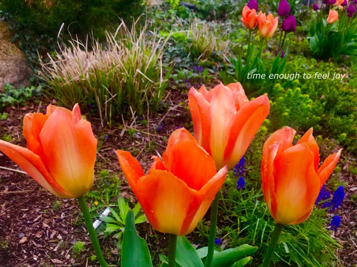 time enough to feel joy.jpg